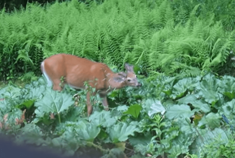 Does Deer Eat Rhubarb?
