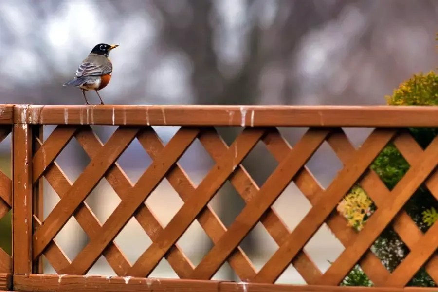 How To Effectively Clean Bird Poop Off Of Your Deck - Wigglywisdom.com