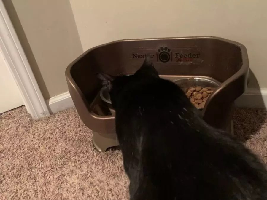 Why Does My Cat Eat Dog Food? (And How to Stop It)