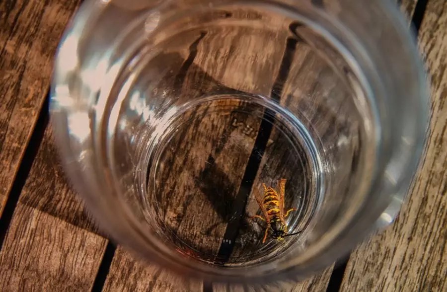 How to Get Rid of Wasps in the House (And Keep Them from Getting Back