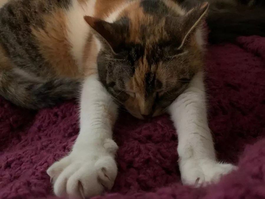 Why Do Cats Knead Your Hair?