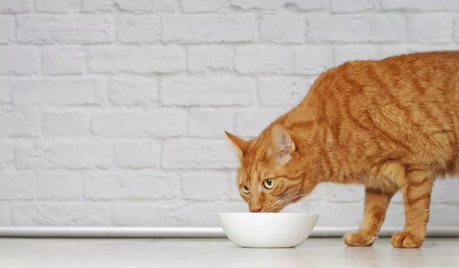 3 Possible Reasons Why Your Cat Scratches the Floor Before Drinking