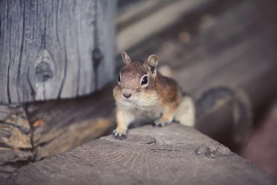How to Get Rid of Chipmunks Under the Sidewalk - wigglywisdom.com