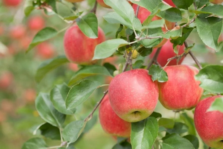 How to Ripen Apples (And How to Use Them to Ripen Other Fruits