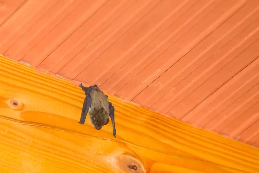 How to Get Rid of Bats in Your Basement
