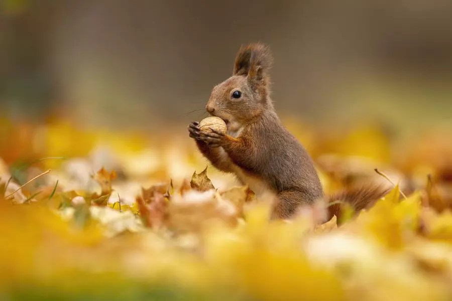 Can Squirrels Eat Walnuts? (And What Else Can You Feed Them