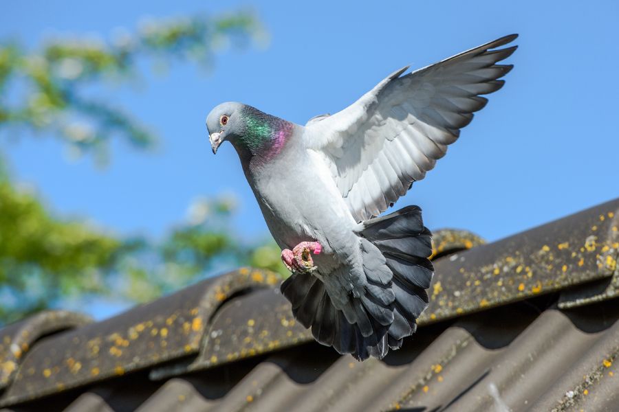 8 Great Ways to Keep Pigeons Off Your Balcony