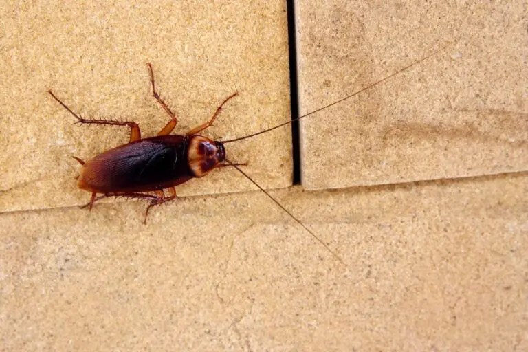 Do Dead Cockroaches Attract More Cockroaches to Your Home?