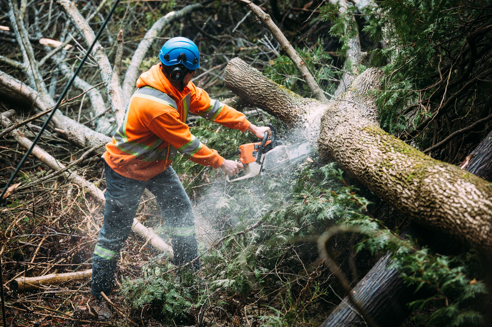 Tree Service in Toronto Tree Removal ByLaw Applications Wight Tree