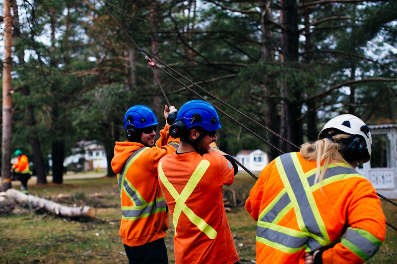 Tree Service Holland Landing Tree Removal and Maintenance Wight