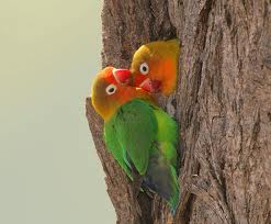 Perkembangbiakan Burung Love Bird – Judul Situs 204_X_247_jpg
