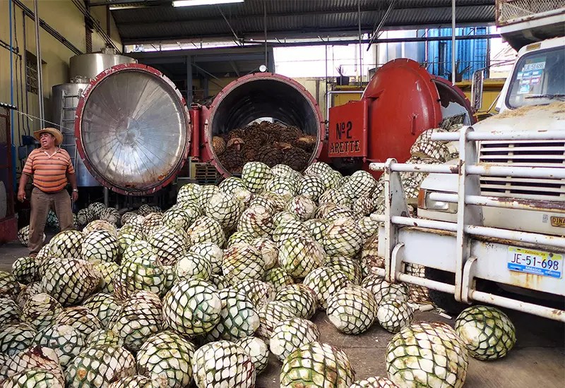 Tequila De Trots Van Mexico | Lees Het Verhaal Op Uw Drankspecialist