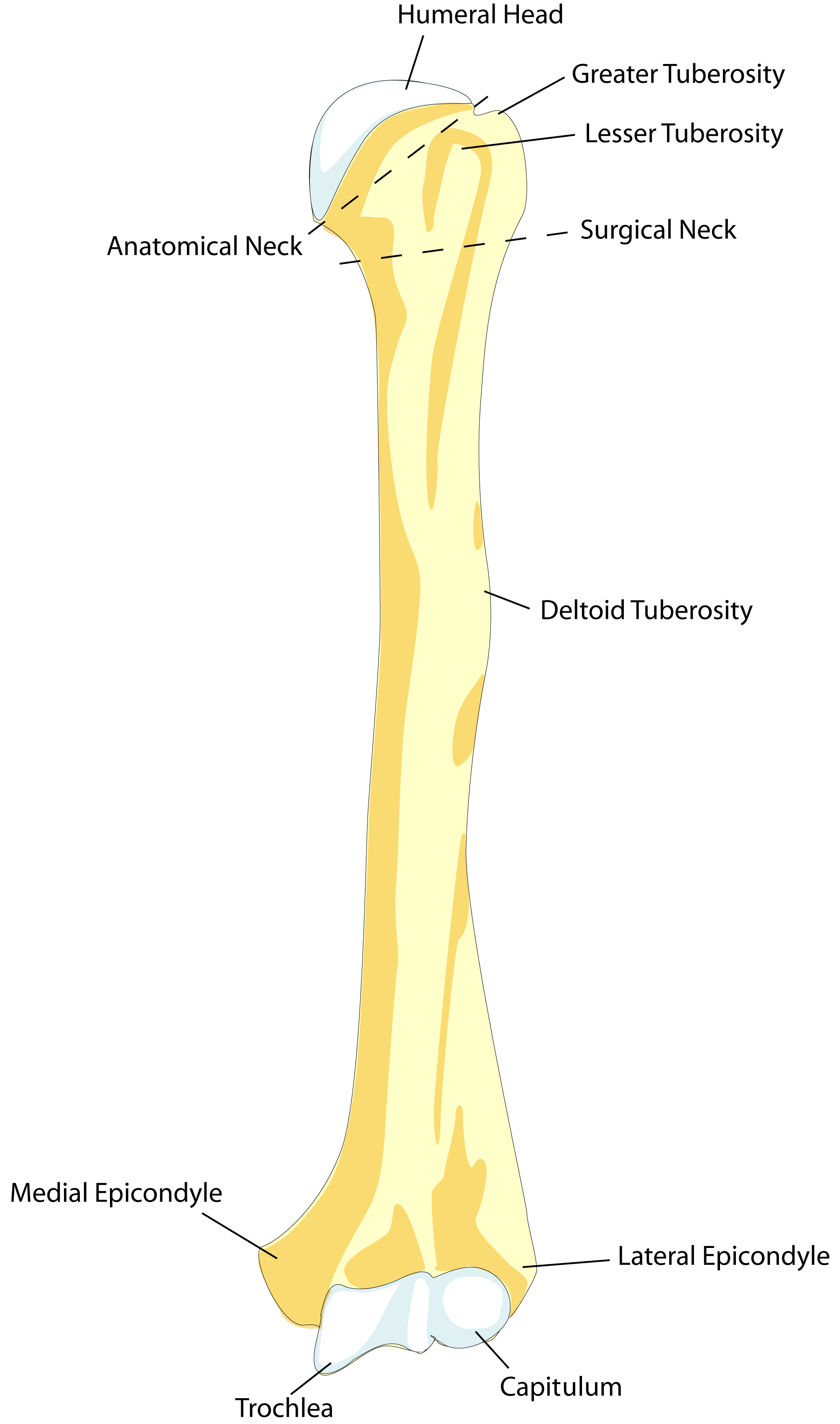 FileHumerusFront.png WikEM