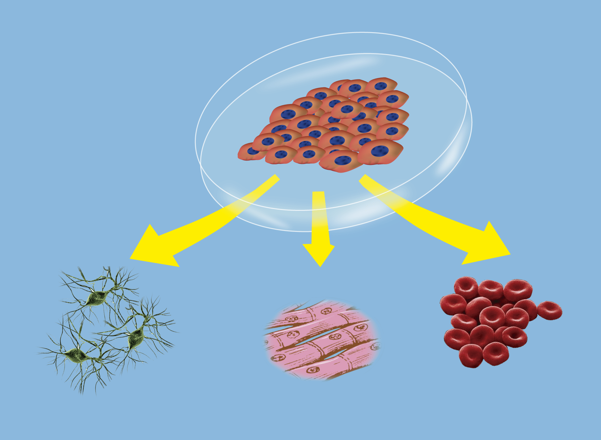 诱导性多功能干细胞 生物百科 生物行
