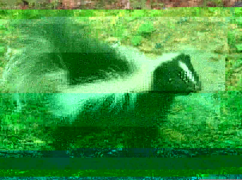 Zorrillo Descubre hechos fascinantes e información acerca