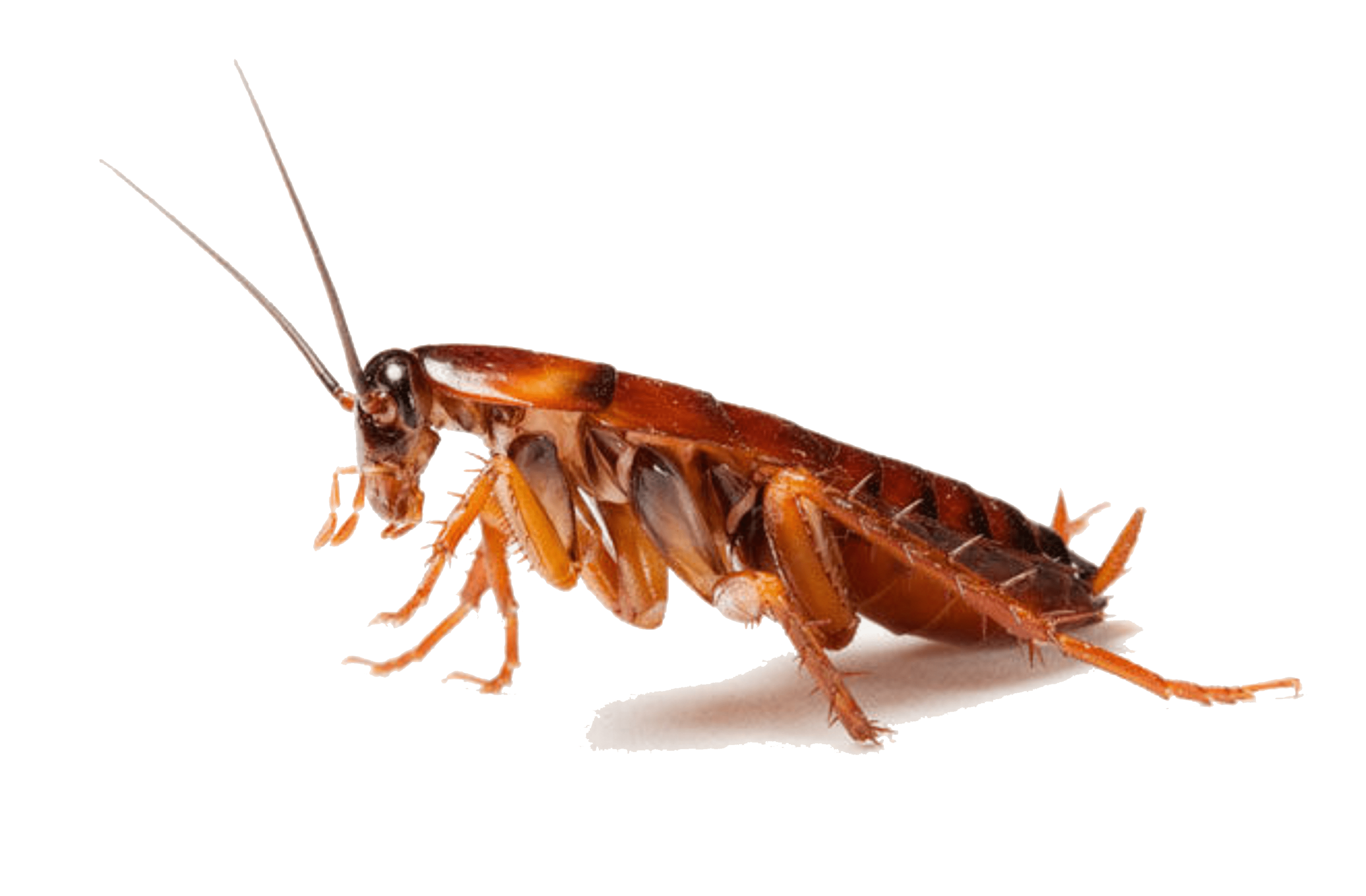 Termite Pest Controls Cockroach Images