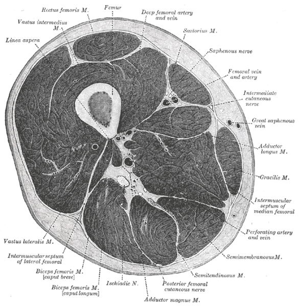 Sartorius muscle wikidoc