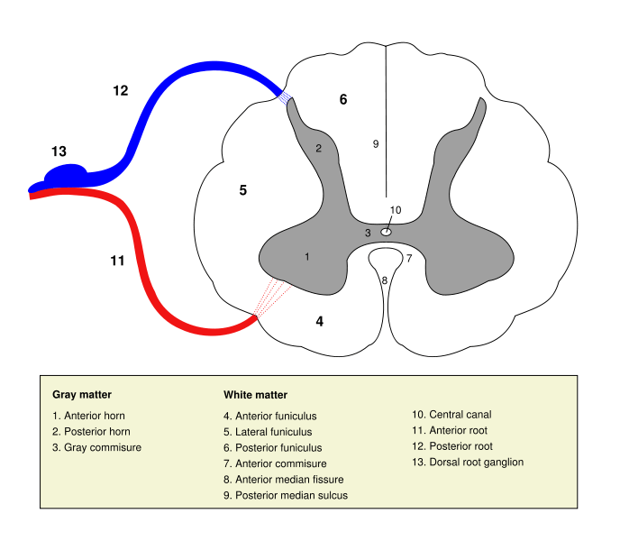Anterior horn (spinal cord) wikidoc
