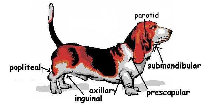 The Anatomy and Physiology of Animals/Lymphatic System Worksheet