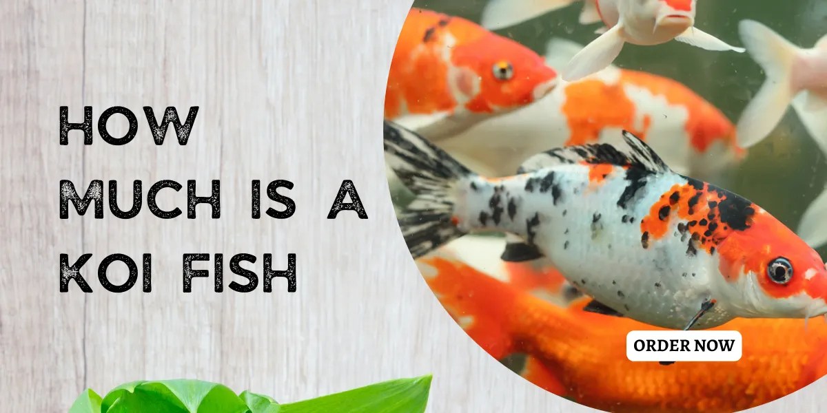 Discover Koi Fish Prices Factors Influencing Costs