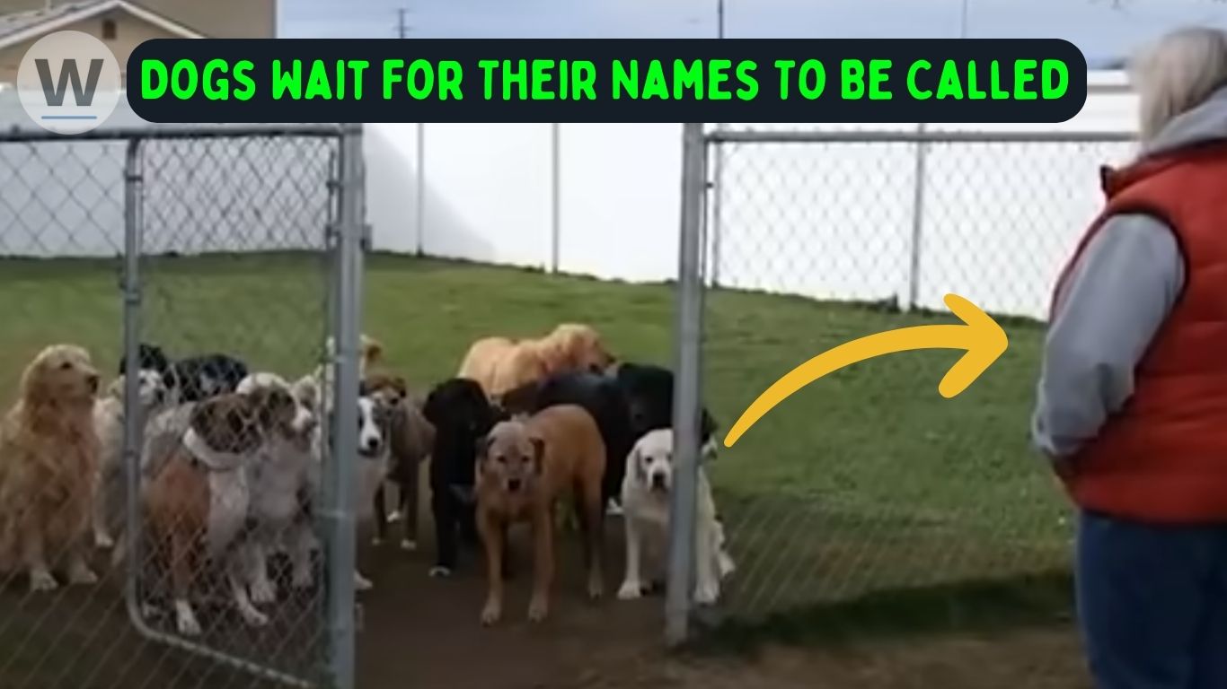 Do Dogs Know Their Name? Unveiling the Astounding Canine Intelligence