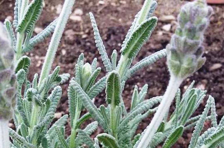 Lavender Weed Control Wikifarmer