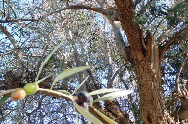Olive Tree Information Wikifarmer