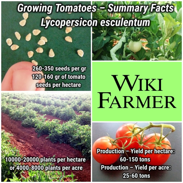 Growing Tomatoes Summary Facts Wikifarmer