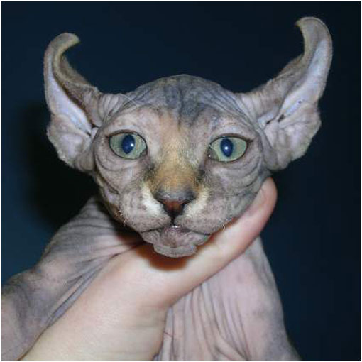 Diferentes razas de gato egipcio con o sin pelo Gatos egipcios WikiGato