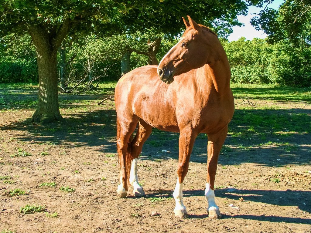Soñar con Caballo Café