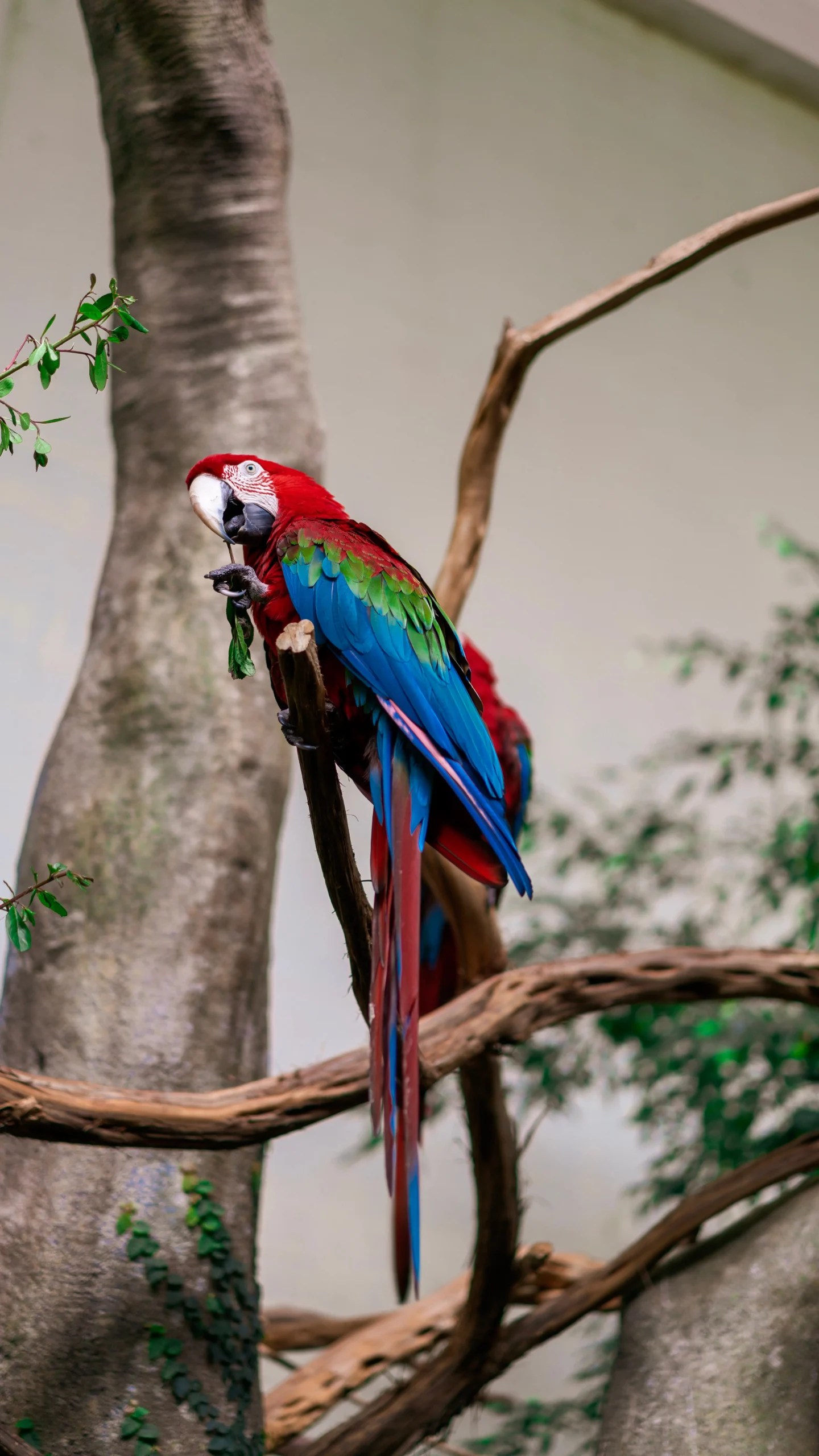 What is the Normal Temperature of a parrot and its Suitable