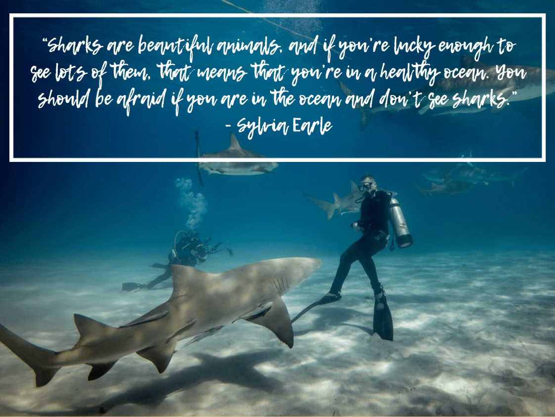 90+ Scuba Diving Quotes That Put Your Love of the Ocean into Words