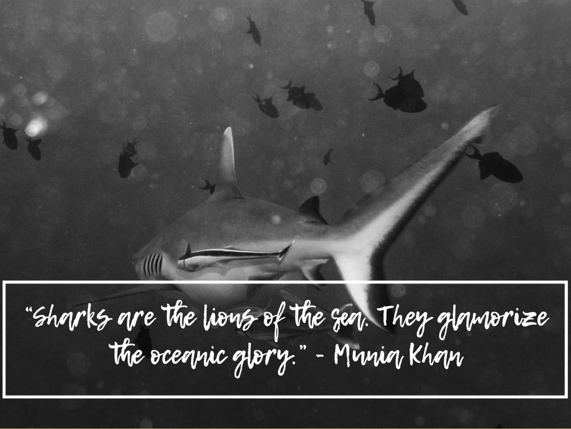 90+ Scuba Diving Quotes That Put Your Love of the Ocean into Words