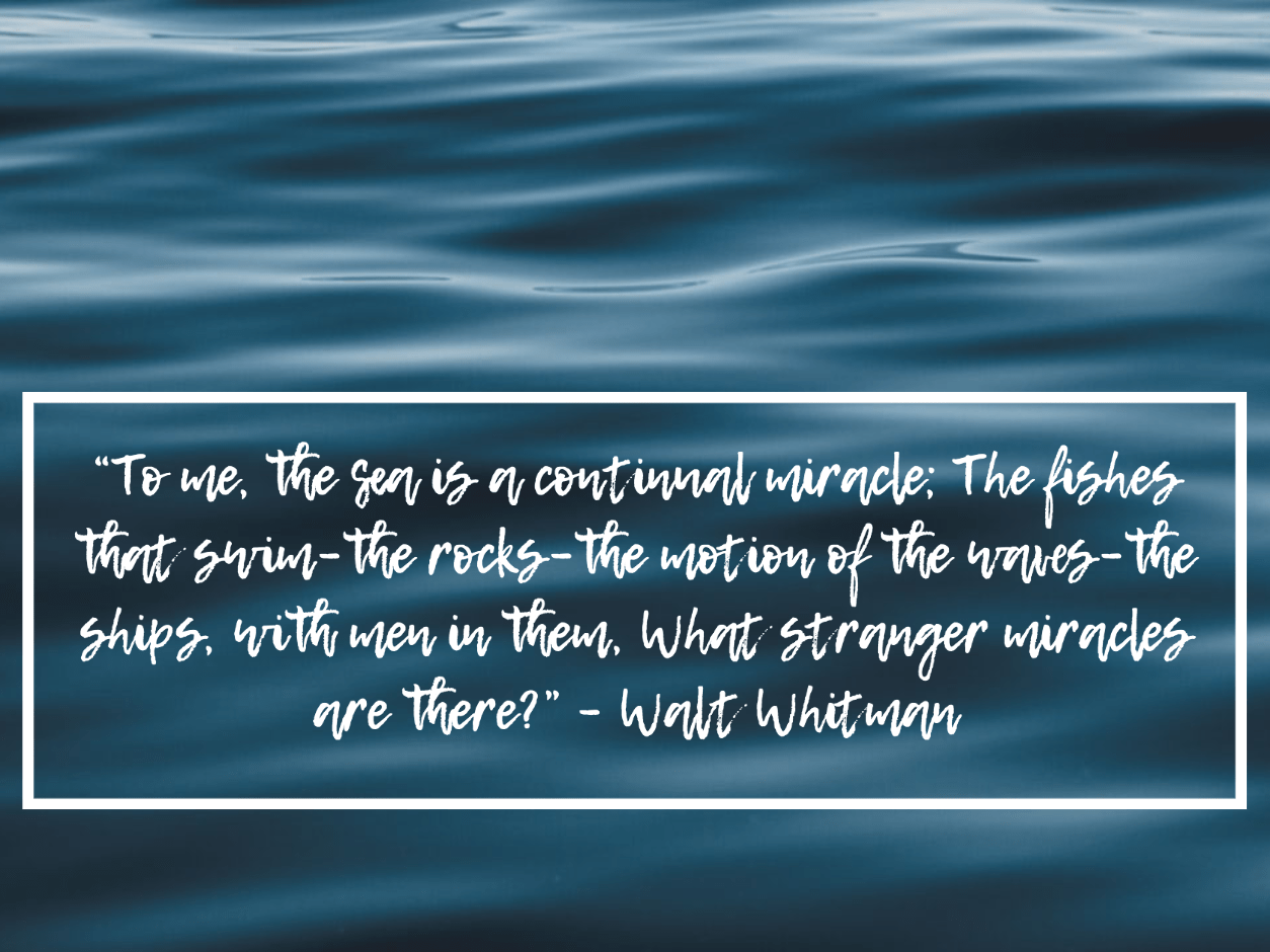 90+ Scuba Diving Quotes That Put Your Love of the Ocean into Words