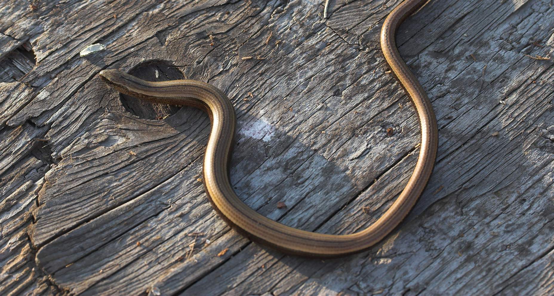 The Slowworm the legless lizard Wild About Denmark