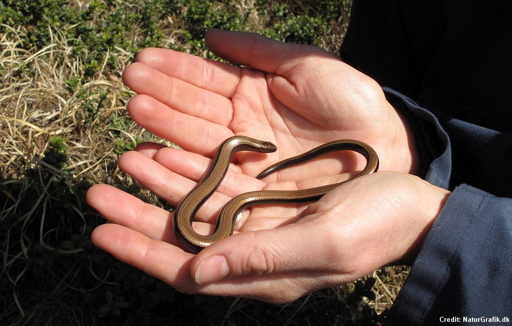 The Slowworm the legless lizard Wild About Denmark