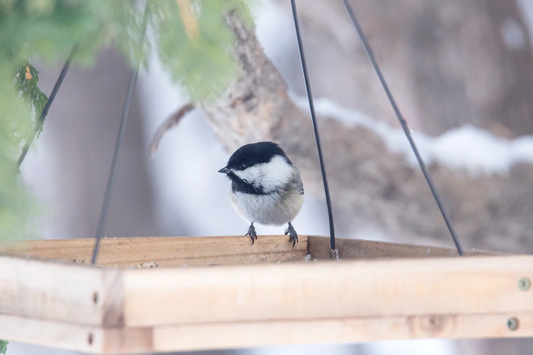 Feeding Winter Birds Wild About Saskatoon