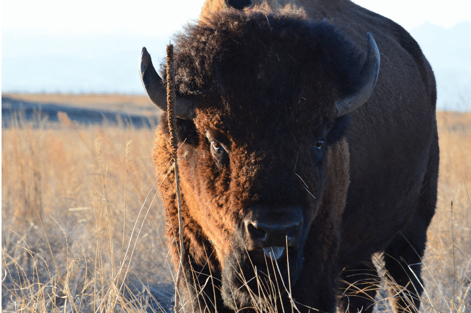 The Henry Mountains’ Bison Herd Wild About Utah