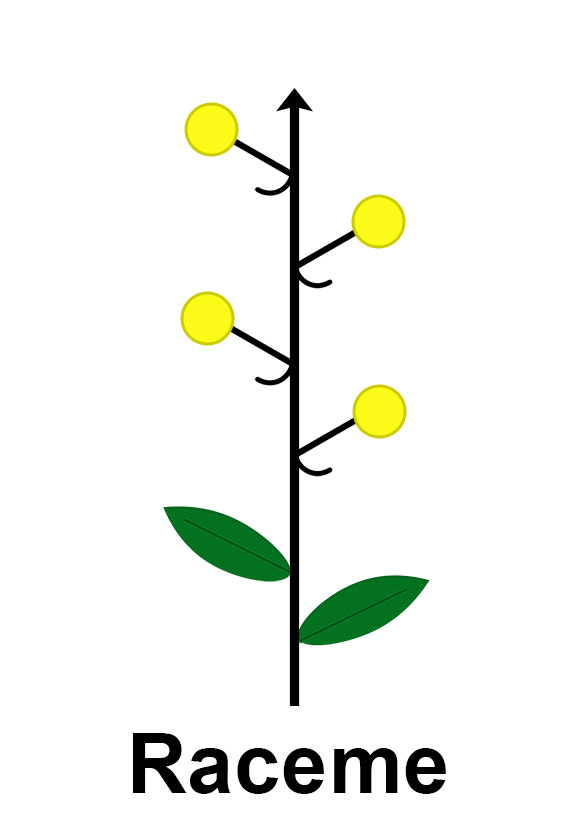 Cardinal Flower Lobelia cardinalis