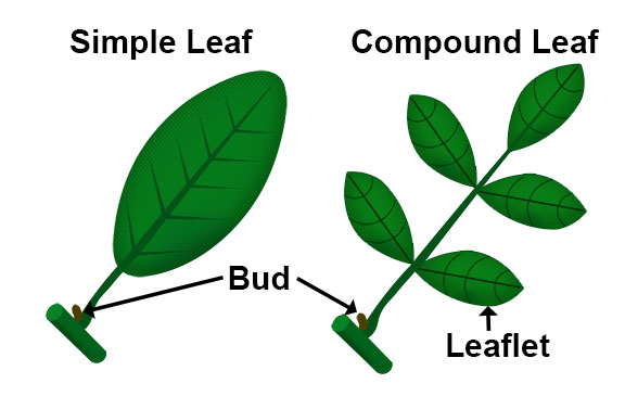 Adirondack Wildflowers Wild Sarsaparilla Aralia nudicaulis