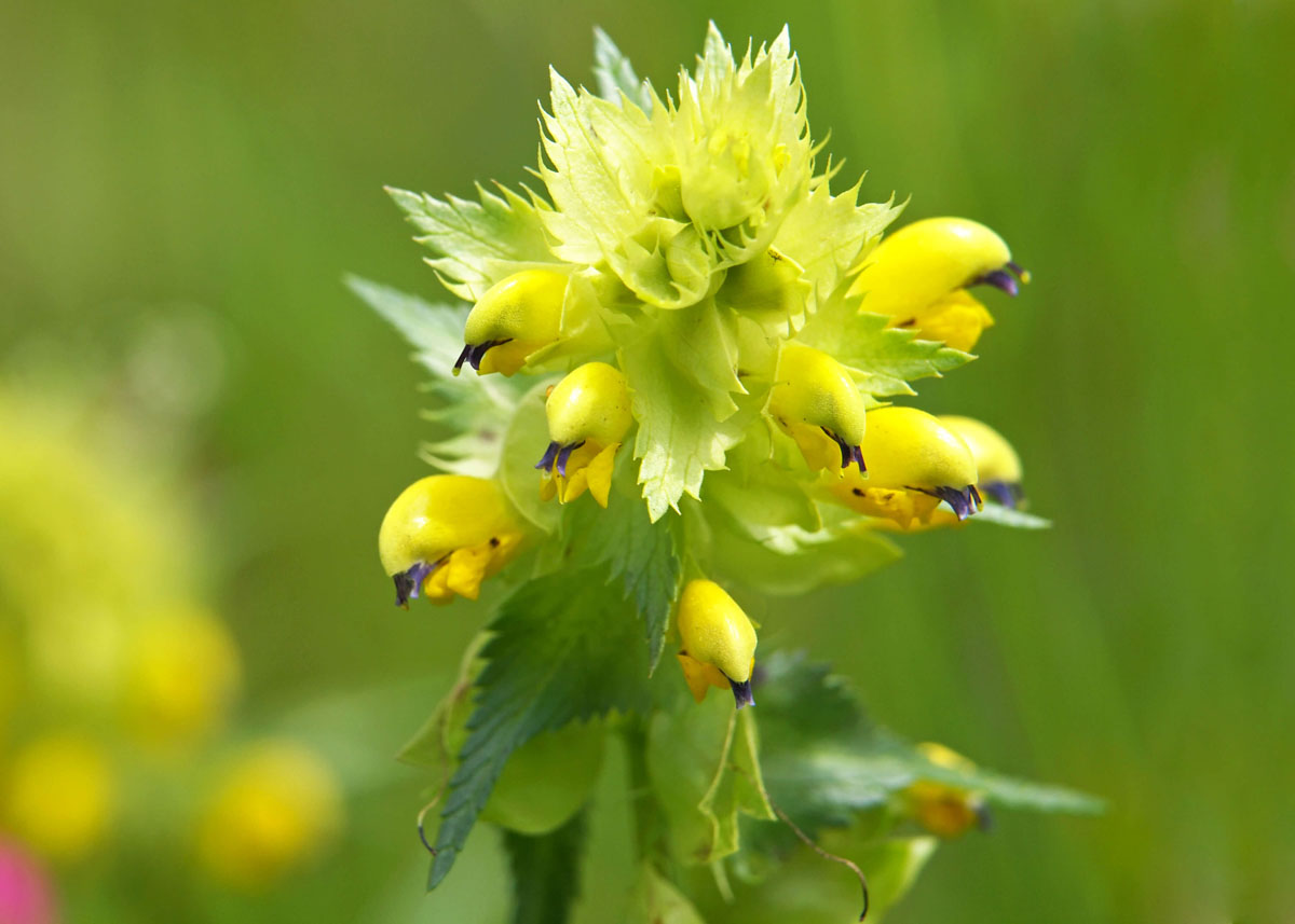 Yellow Rattle hay maker hay rattle rattle grass rattle weed