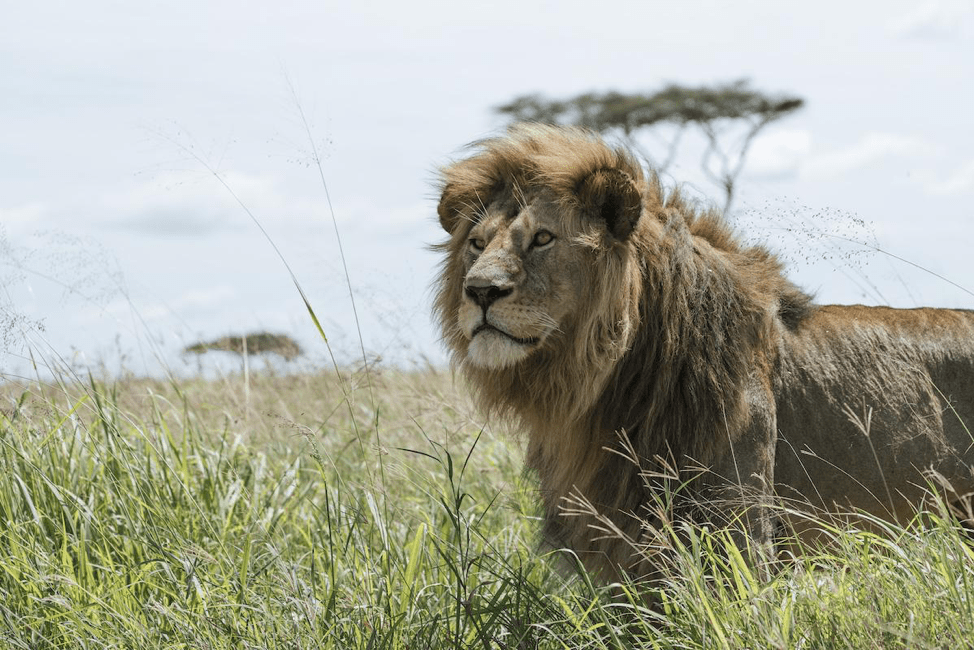 Uganda Lion Populations Are Stabilizing But Many Threats Still Exist