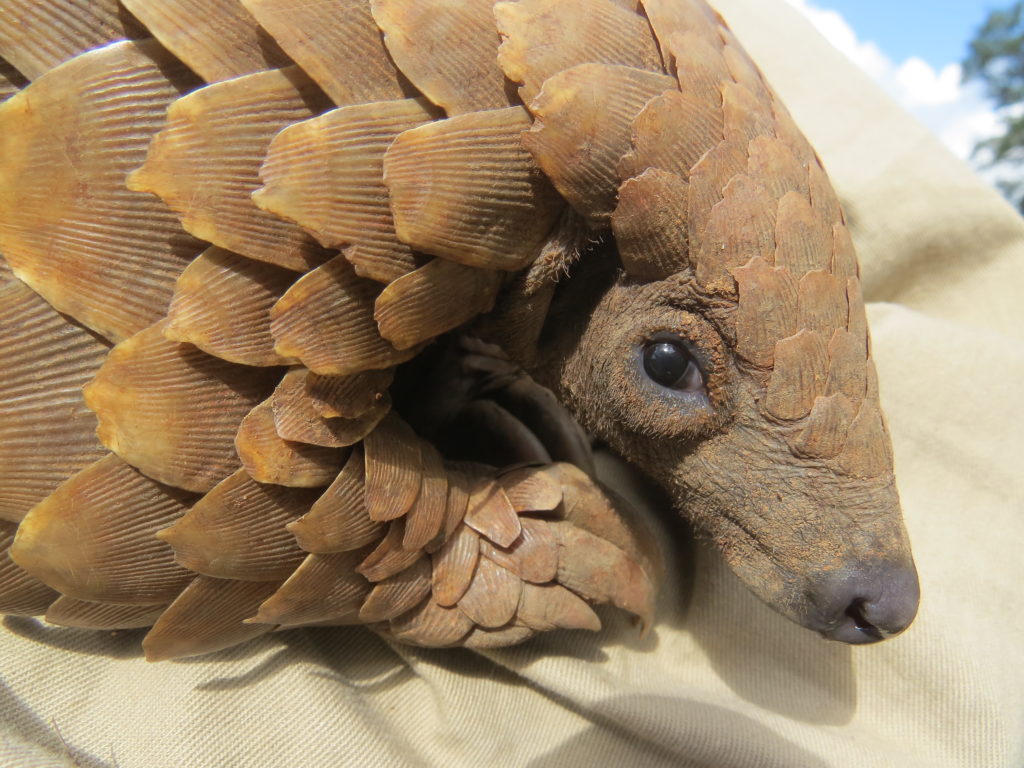Pangolins Inch Closer to Extinction WildAid