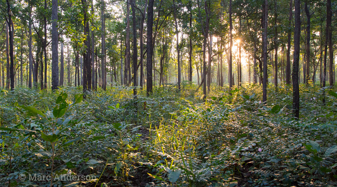 Thailand Forest of Life Wild Ambience Nature Sounds