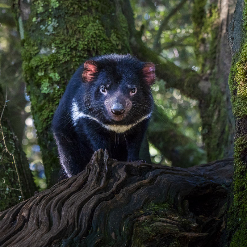 Tasmanian Devil Sounds & Calls Wild Ambience Nature Sounds