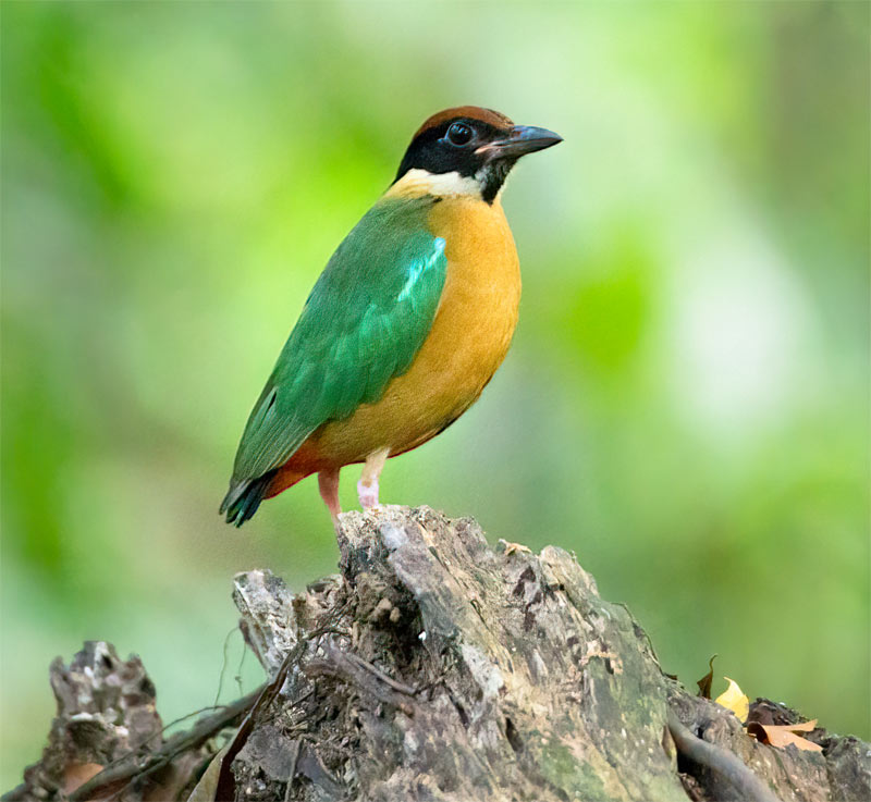Noisy Pitta Calls & Sounds Wild Ambience Nature Sounds
