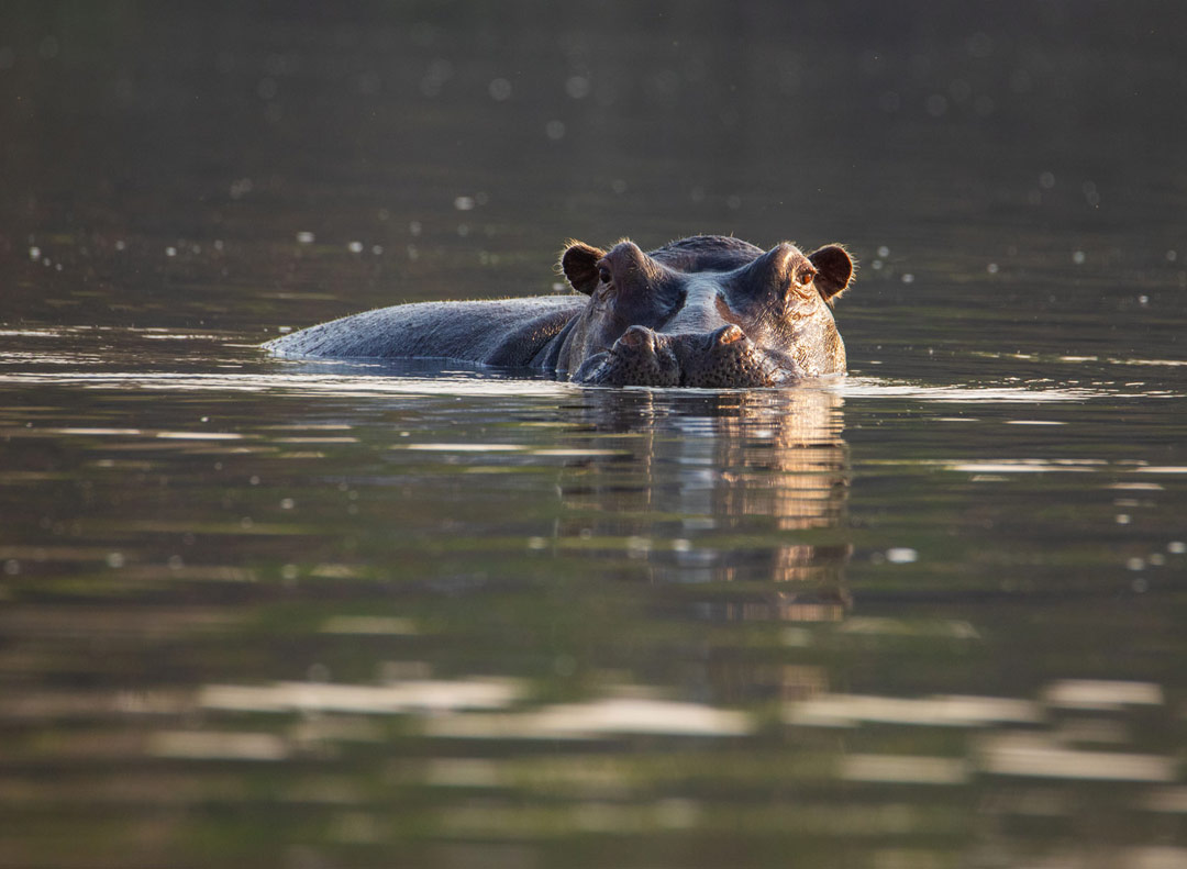 Hippo Sounds & Calls Wild Ambience Nature Sounds