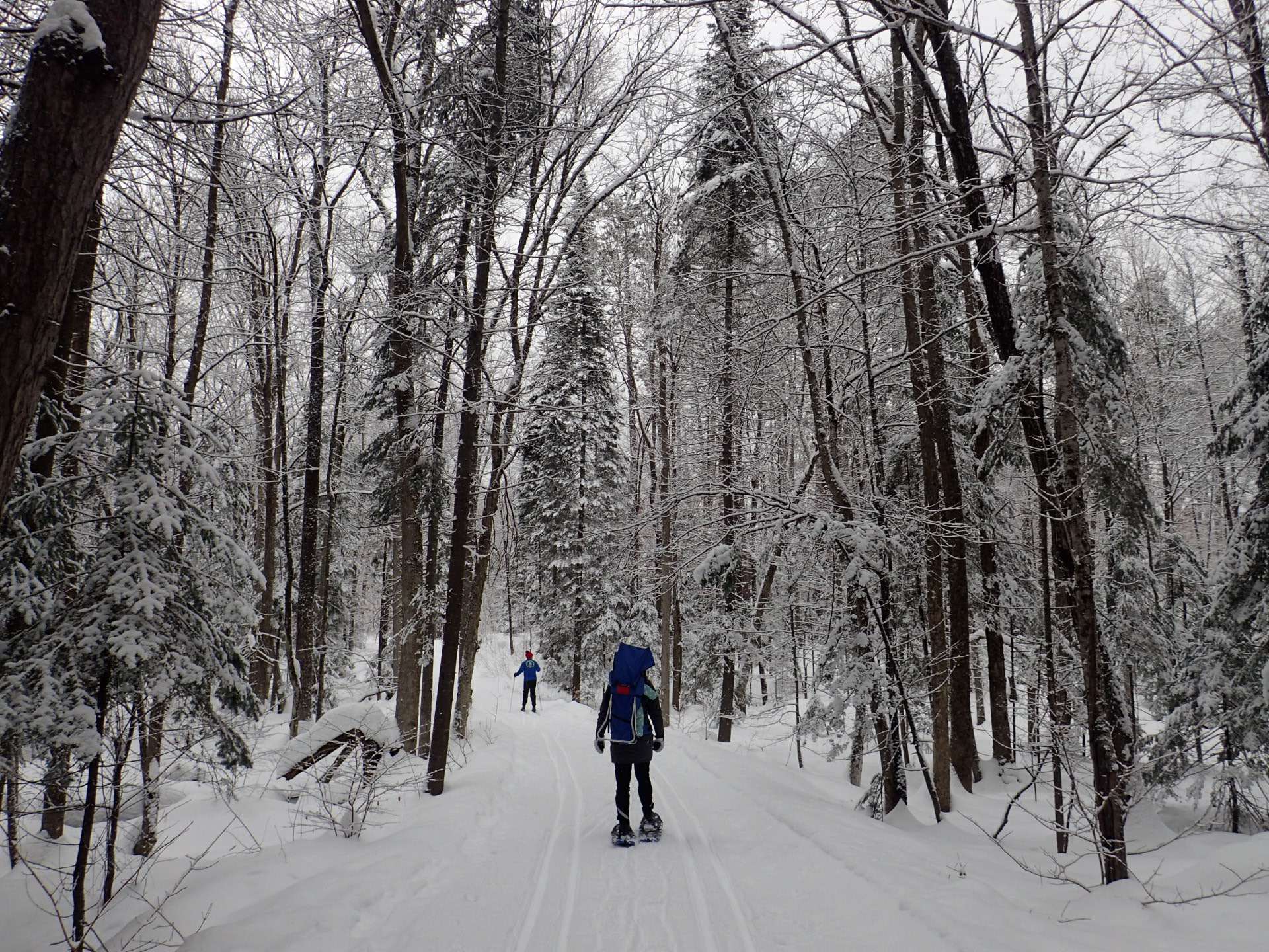 Algonquin Escape Snowshoeing at Blue Spruce Resort