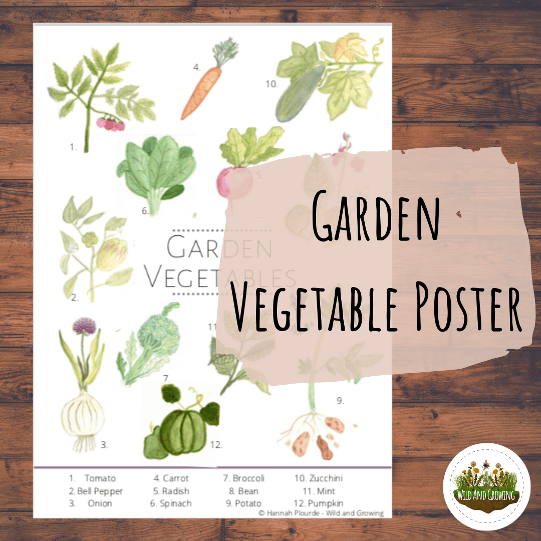 Garden Vegetable Poster HandPainted Educational Decor DIGITAL