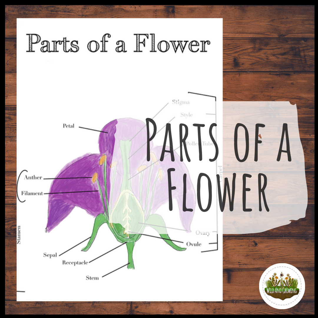 Blank Parts Of A Flower | Best Flower Site